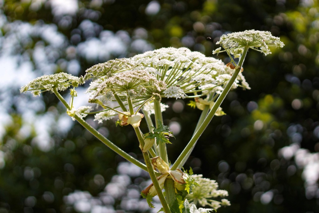 В Санкт-Петербурге начали искать борщевик с помощью нейросети