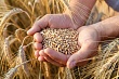 Зерно без пошлин: правительство поддержало экспортёров до 31 декабря